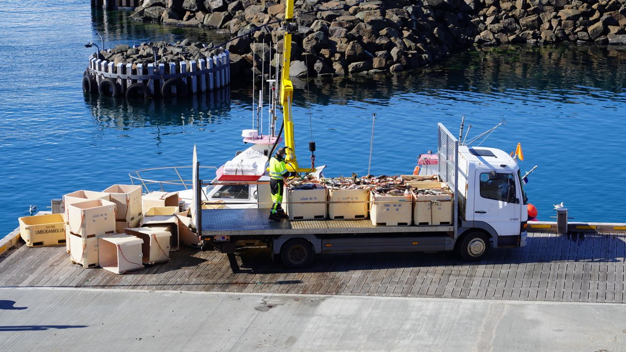 services-img Crab unloading scene at an Iceland harbor with vibrant blue water.